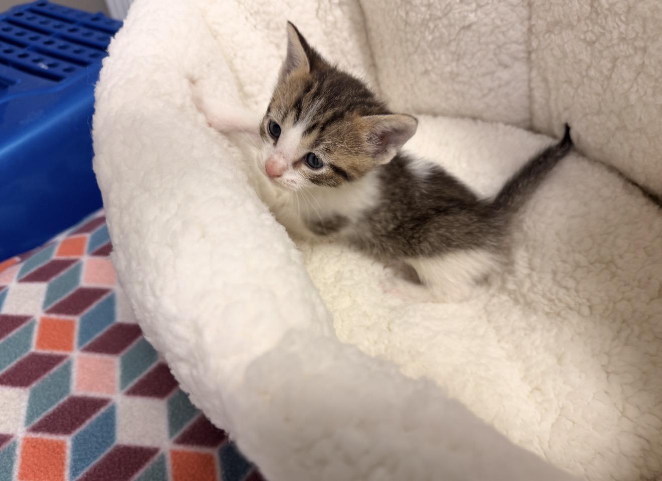 Gizmo, adopted, Kitten Male Domestic Short Hair.