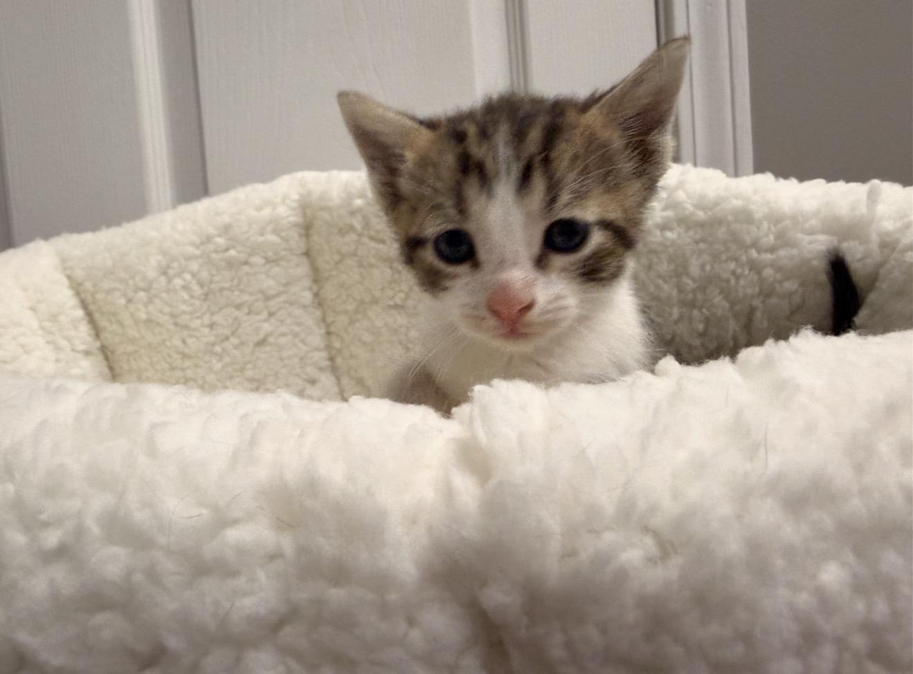 Enlarge Gizmo, an adopted mixed breed in East Dundee , IL image 3/4