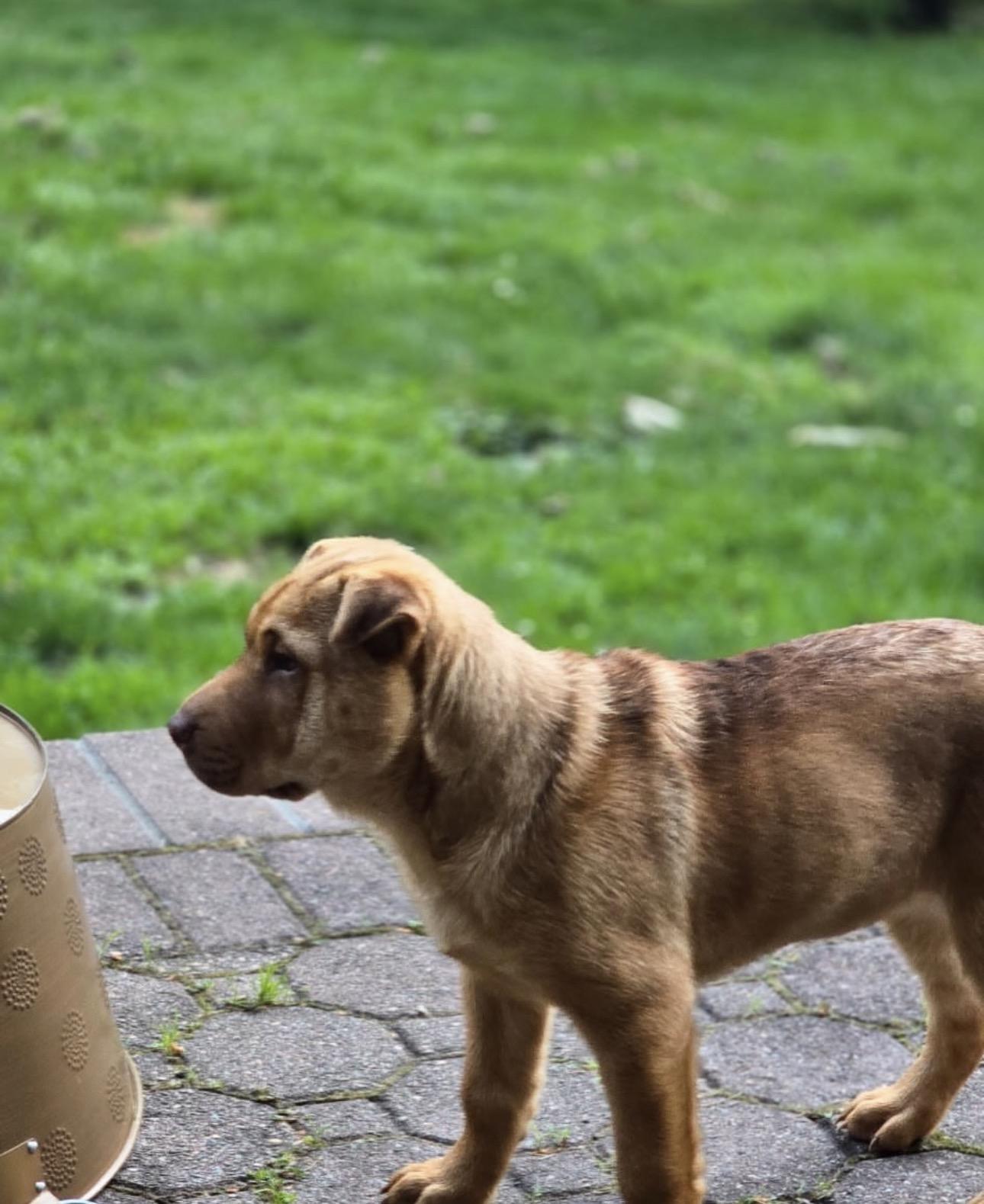 Rusty, ADOPTABLE, Puppy Male Shar-Pei.