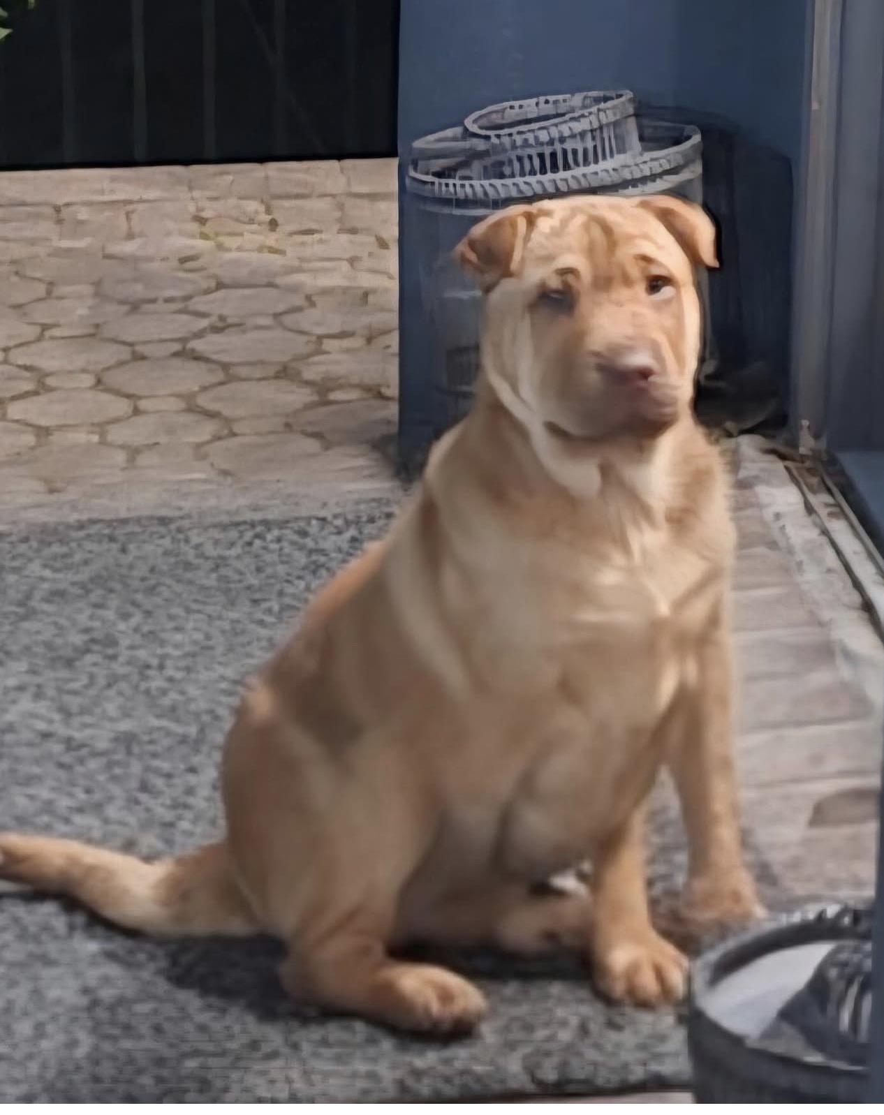 Rusty, a ADOPTABLE Shar-Pei in South Amboy, NJ image 2/2