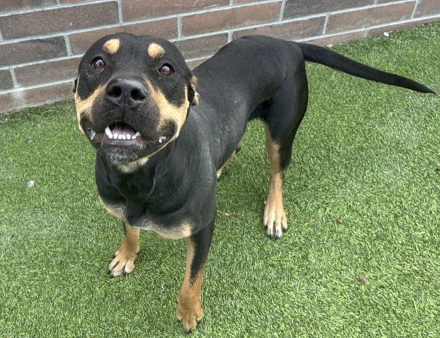 PEONY, Adoptable, Young Female American Staffordshire Terrier & Mixed Breed.