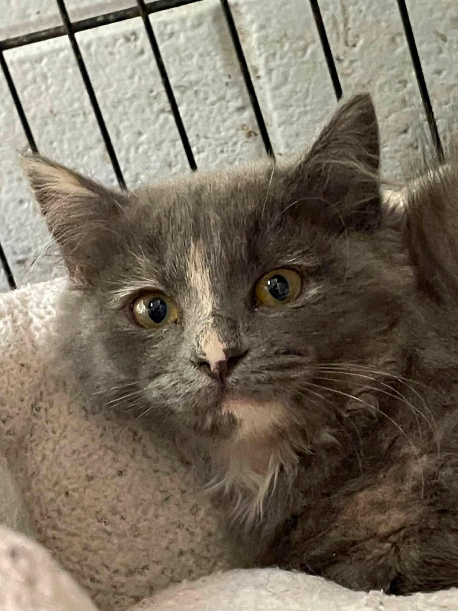 Enlarge Bean, a Adopted Domestic Medium Hair in Covington, VA image 1/1