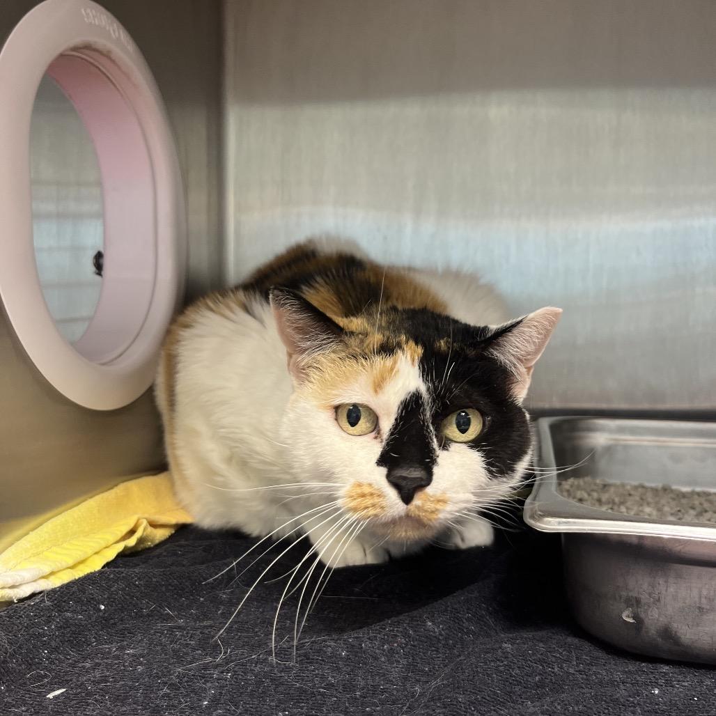 Enlarge Miss Kitty, a Adoptable Domestic Medium Hair in Englewood, FL image 1/1