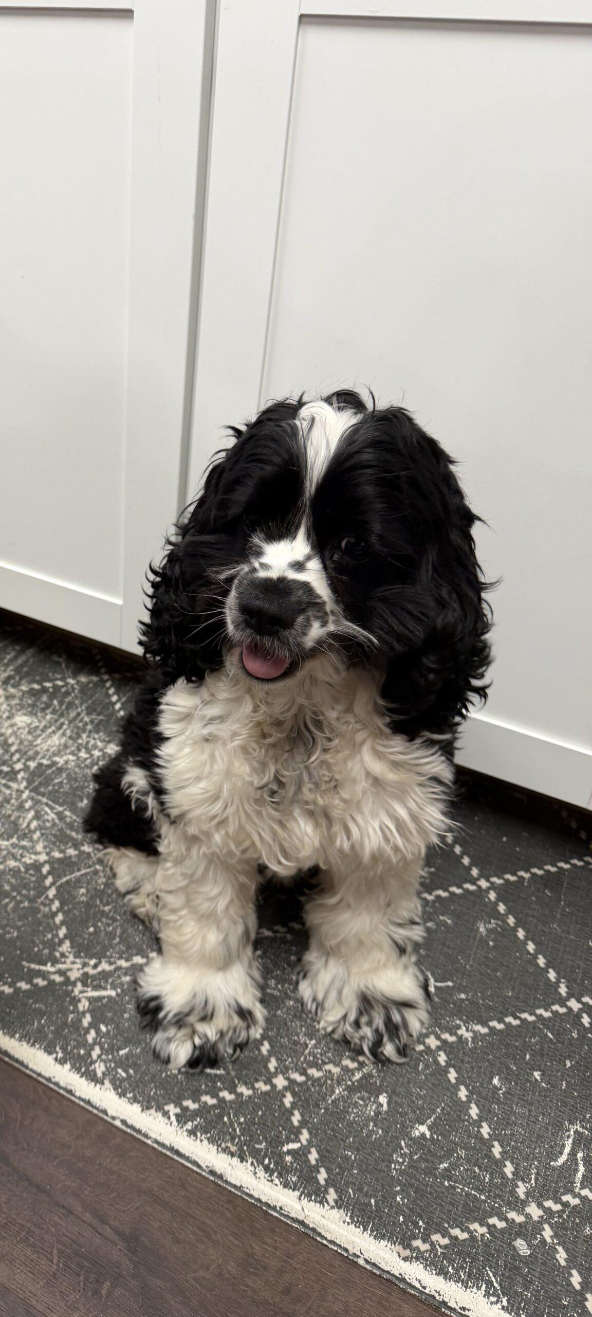 Enlarge Gnocchi C 26089, a Adoptable Cocker Spaniel in Parker, CO image 1/3