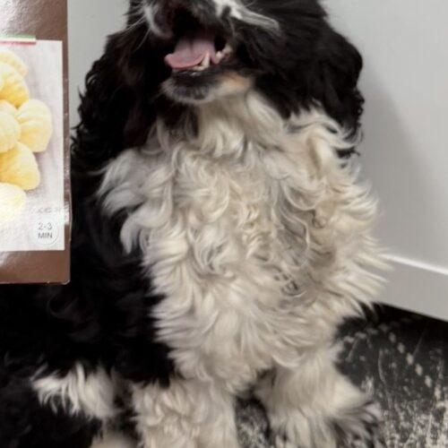 Enlarge Gnocchi C 26089, a Adoptable Cocker Spaniel in Parker, CO image 2/3