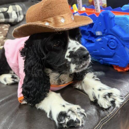 Enlarge Gnocchi C 26089, a Adoptable Cocker Spaniel in Parker, CO image 3/3