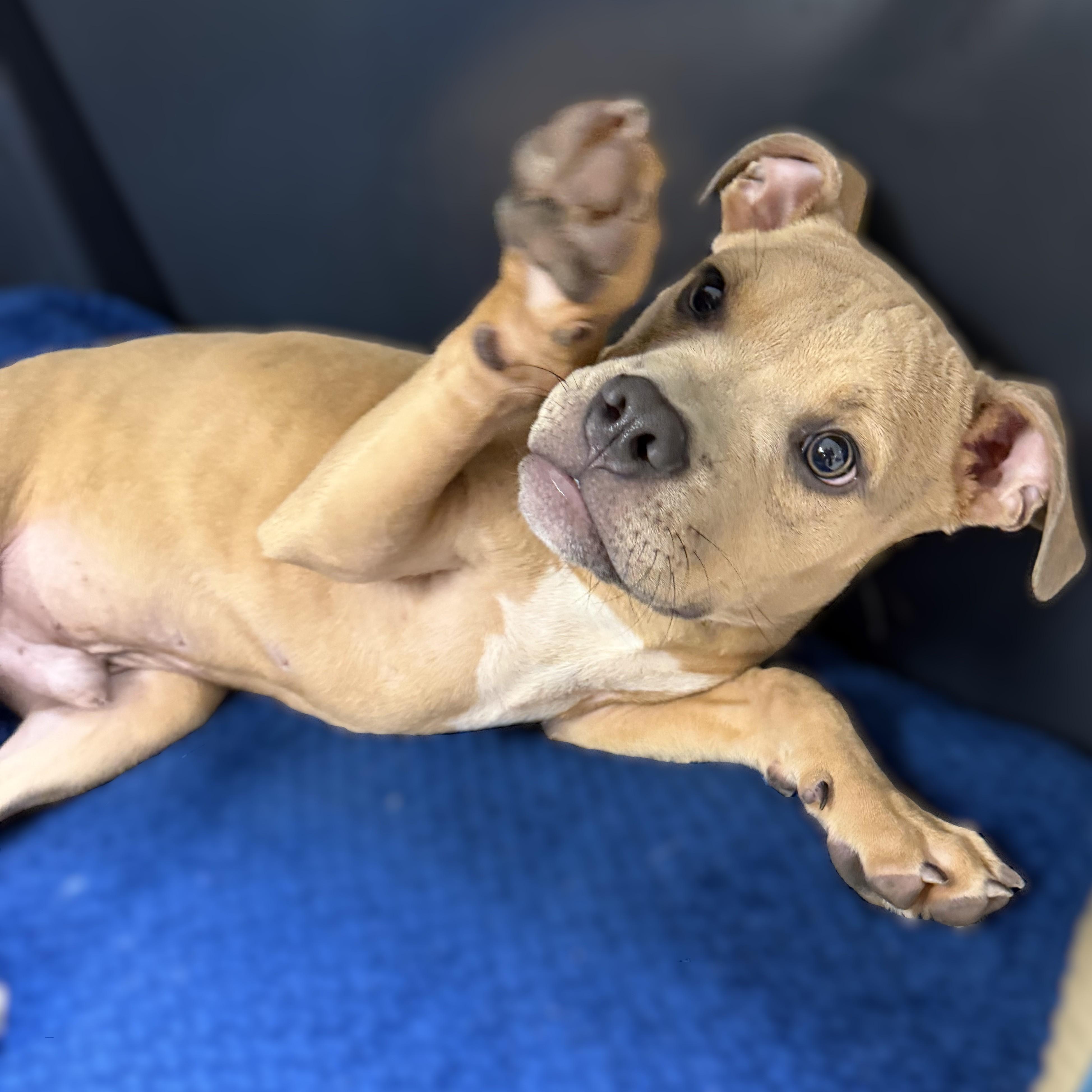 Enlarge Juda- 52048, a ADOPTABLE Mixed Breed in Columbia, MD image 5/5