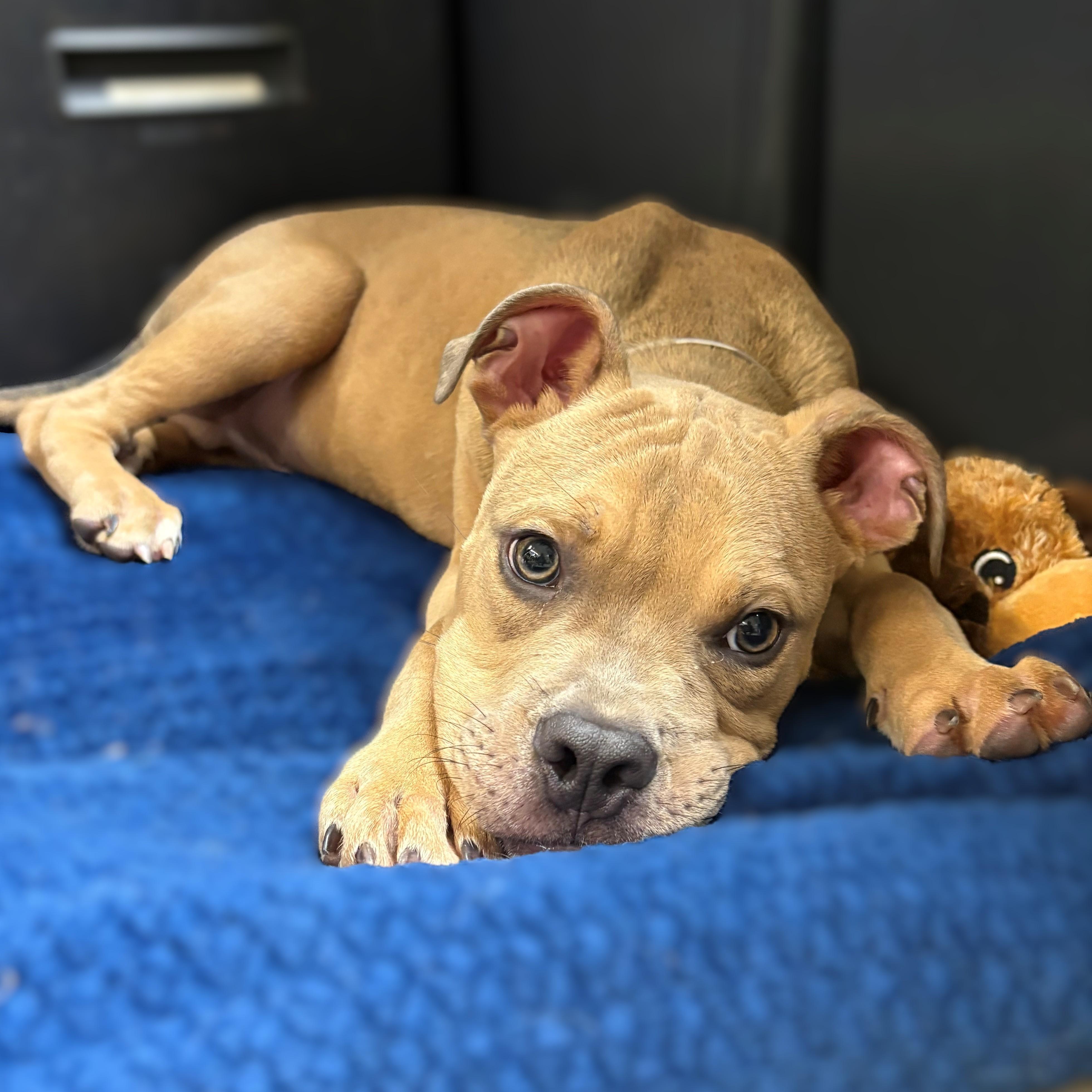 Enlarge Juda- 52048, a ADOPTABLE Mixed Breed in Columbia, MD image 2/5