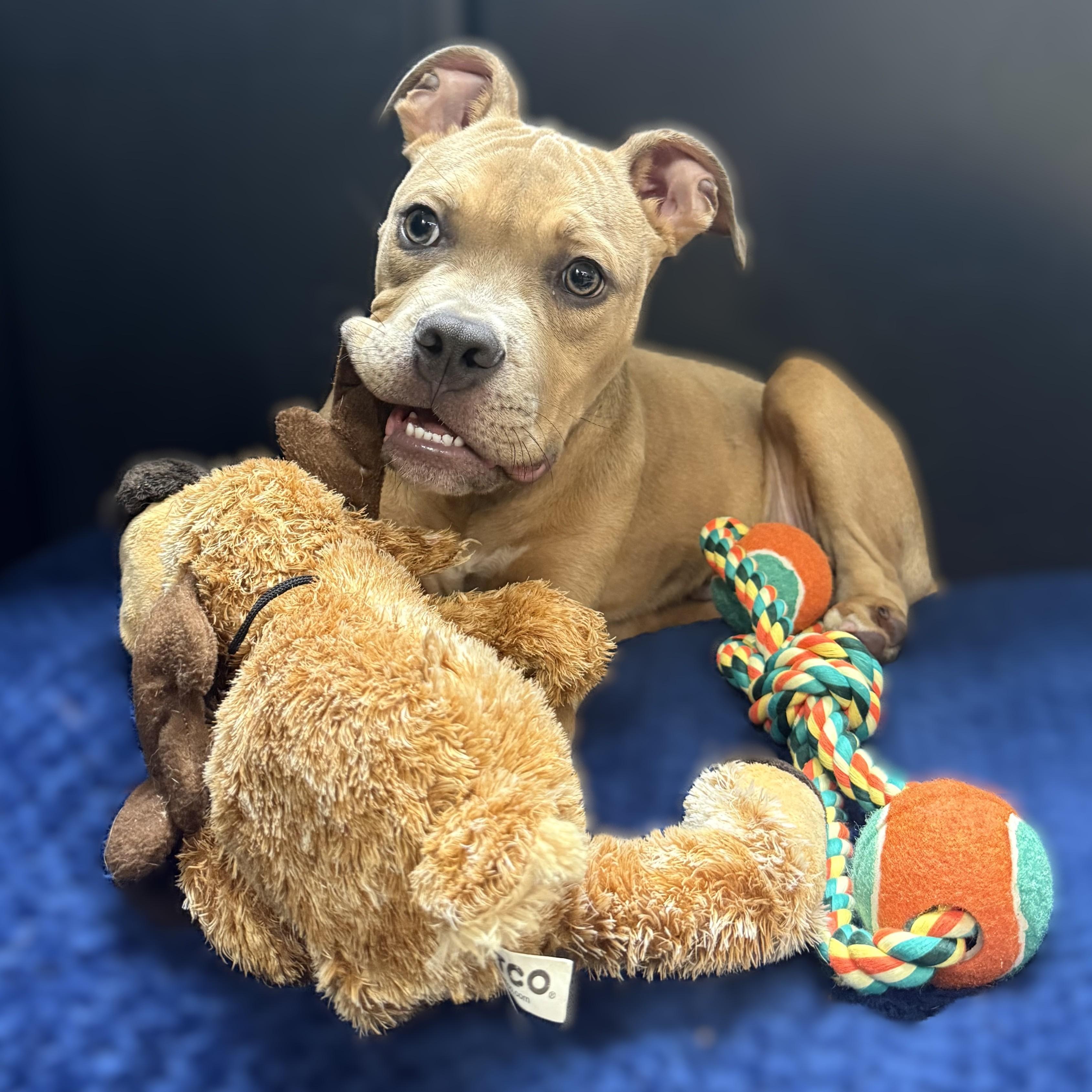 Enlarge Juda- 52048, a ADOPTABLE Mixed Breed in Columbia, MD image 4/5