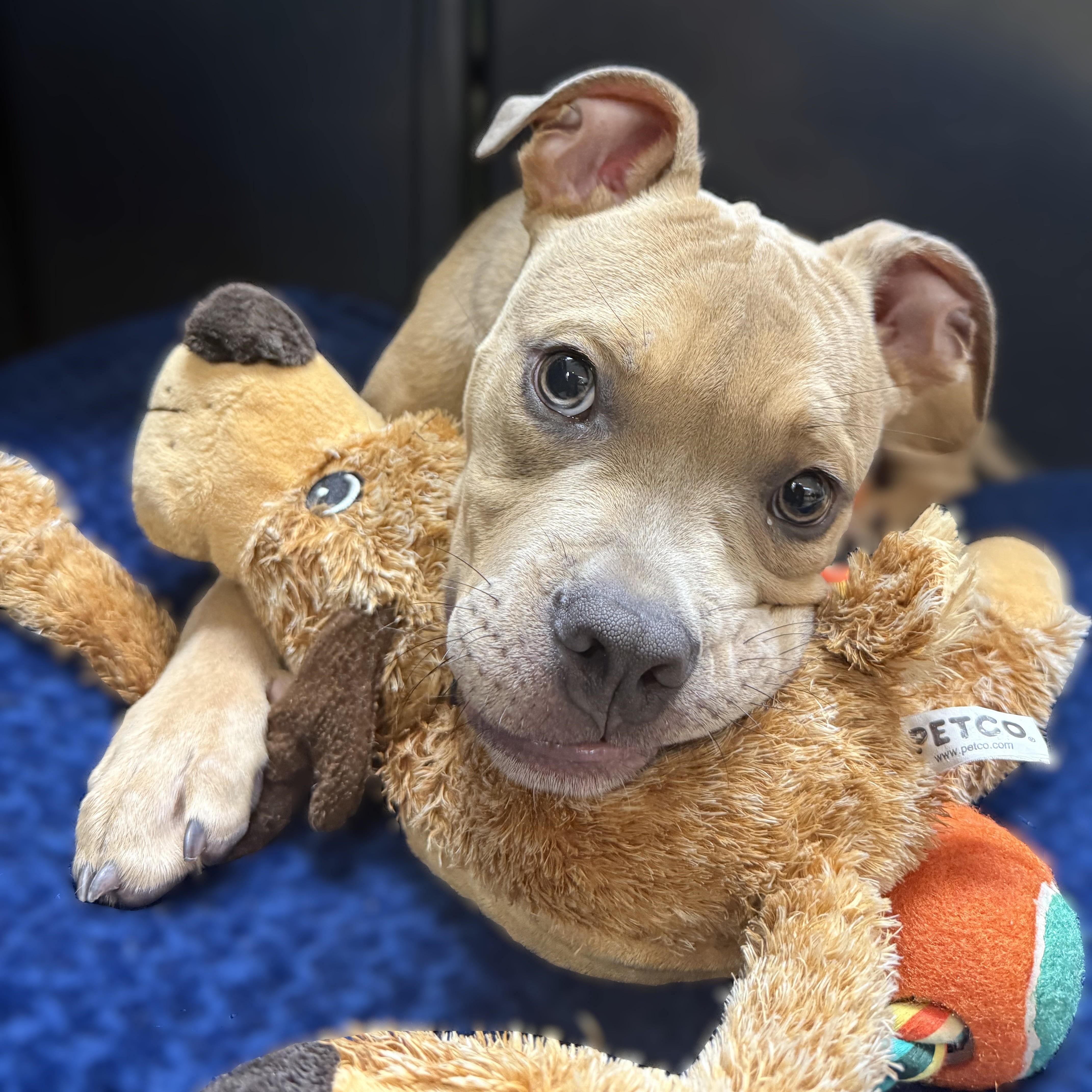 Enlarge Juda- 52048, a ADOPTABLE Mixed Breed in Columbia, MD image 1/5
