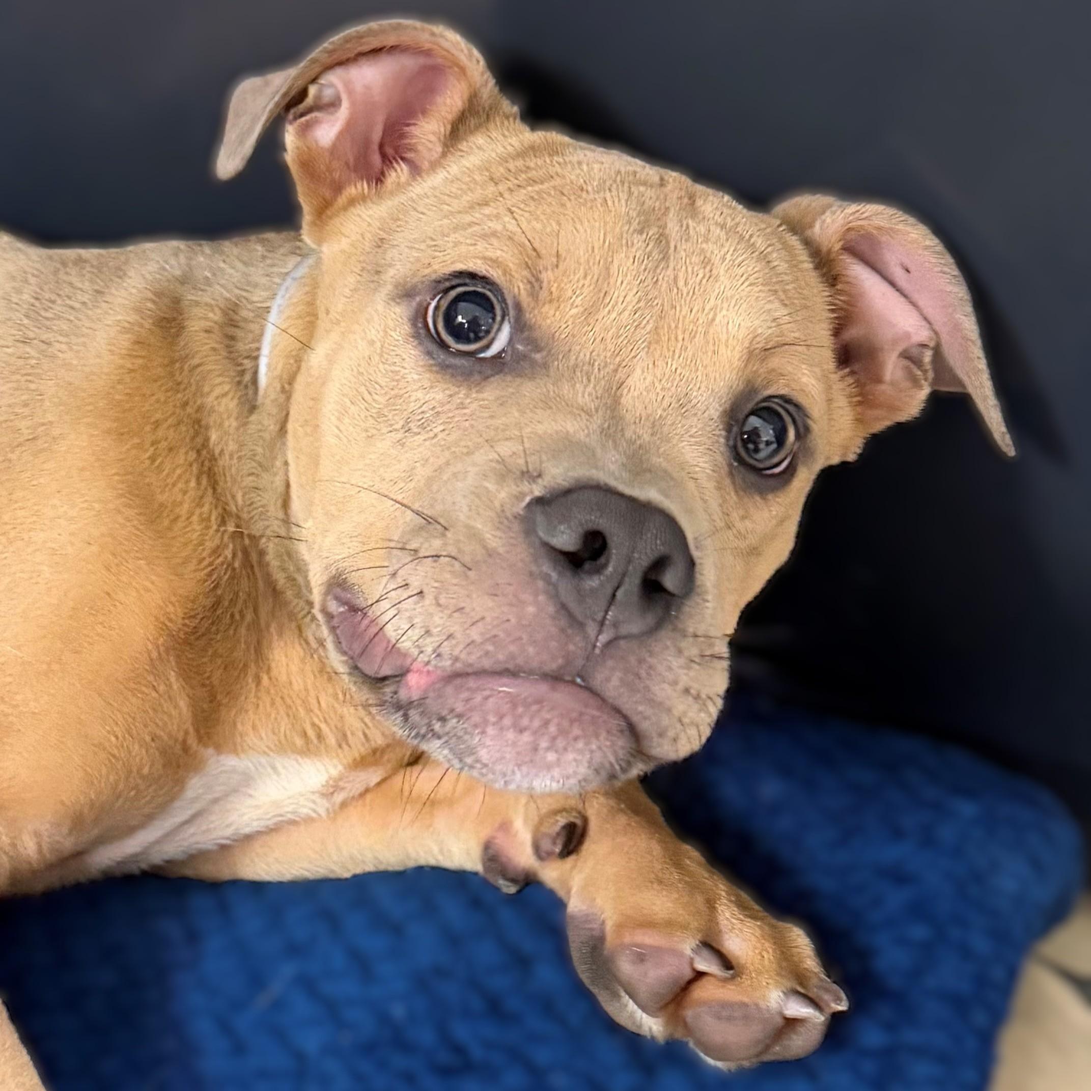 Enlarge Juda- 52048, a ADOPTABLE Mixed Breed in Columbia, MD image 3/5