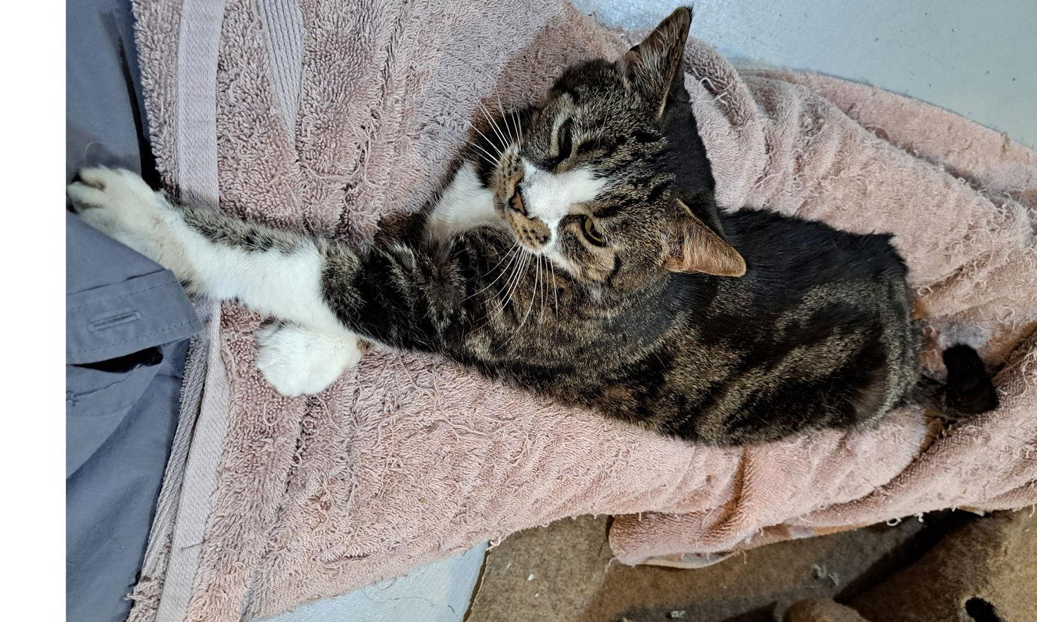 Emmy, Adoptable, Adult Female Tabby & Domestic Short Hair.