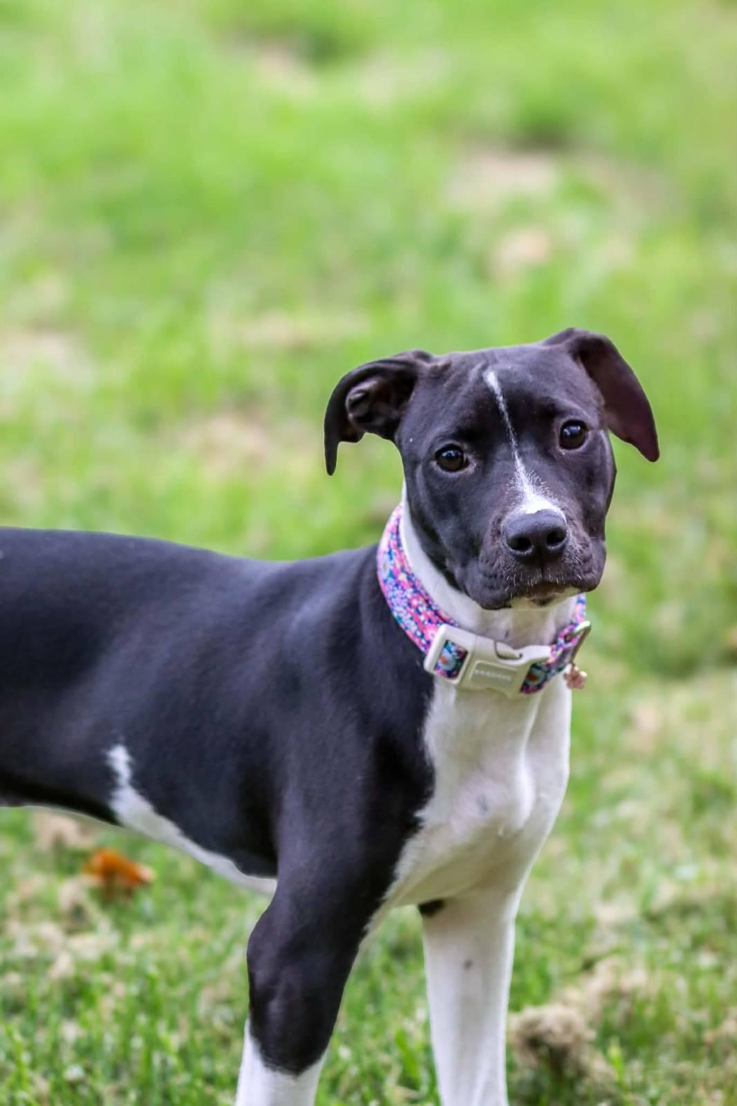 Ember, Adoptable, Puppy Female Labrador Retriever.