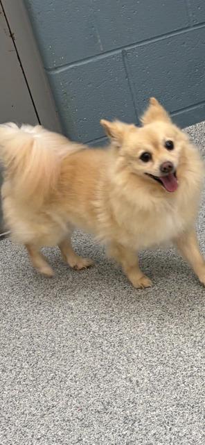 Enlarge BILLY, a Adoptable Pomeranian in Newaygo, MI image 1/1