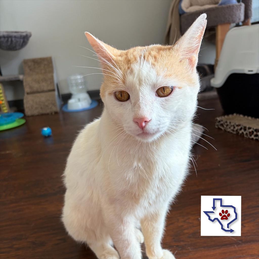 Ripley, Adoptable, Young Male Domestic Short Hair.