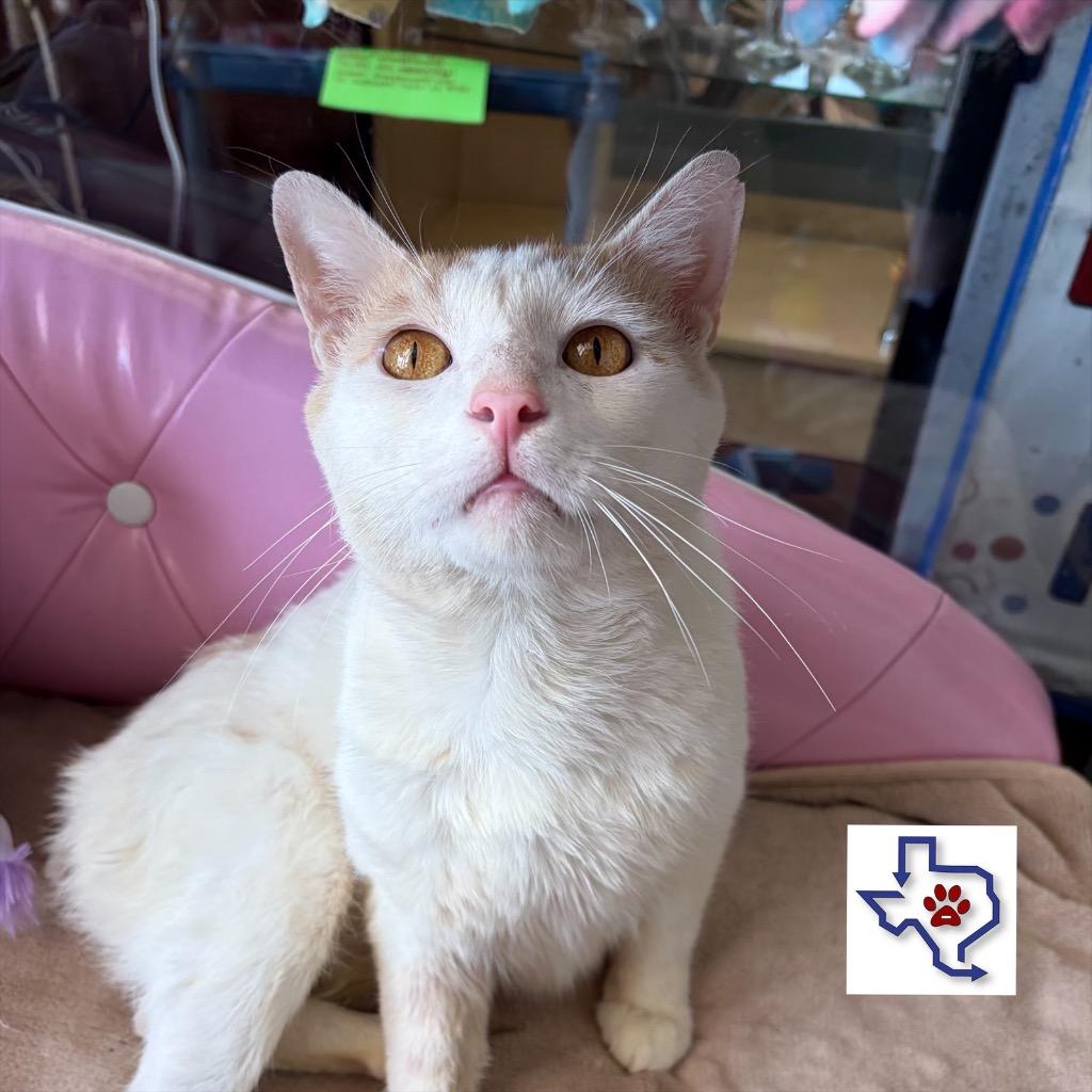 Ripley, a Adoptable mixed breed in Houston, TX image 2/3
