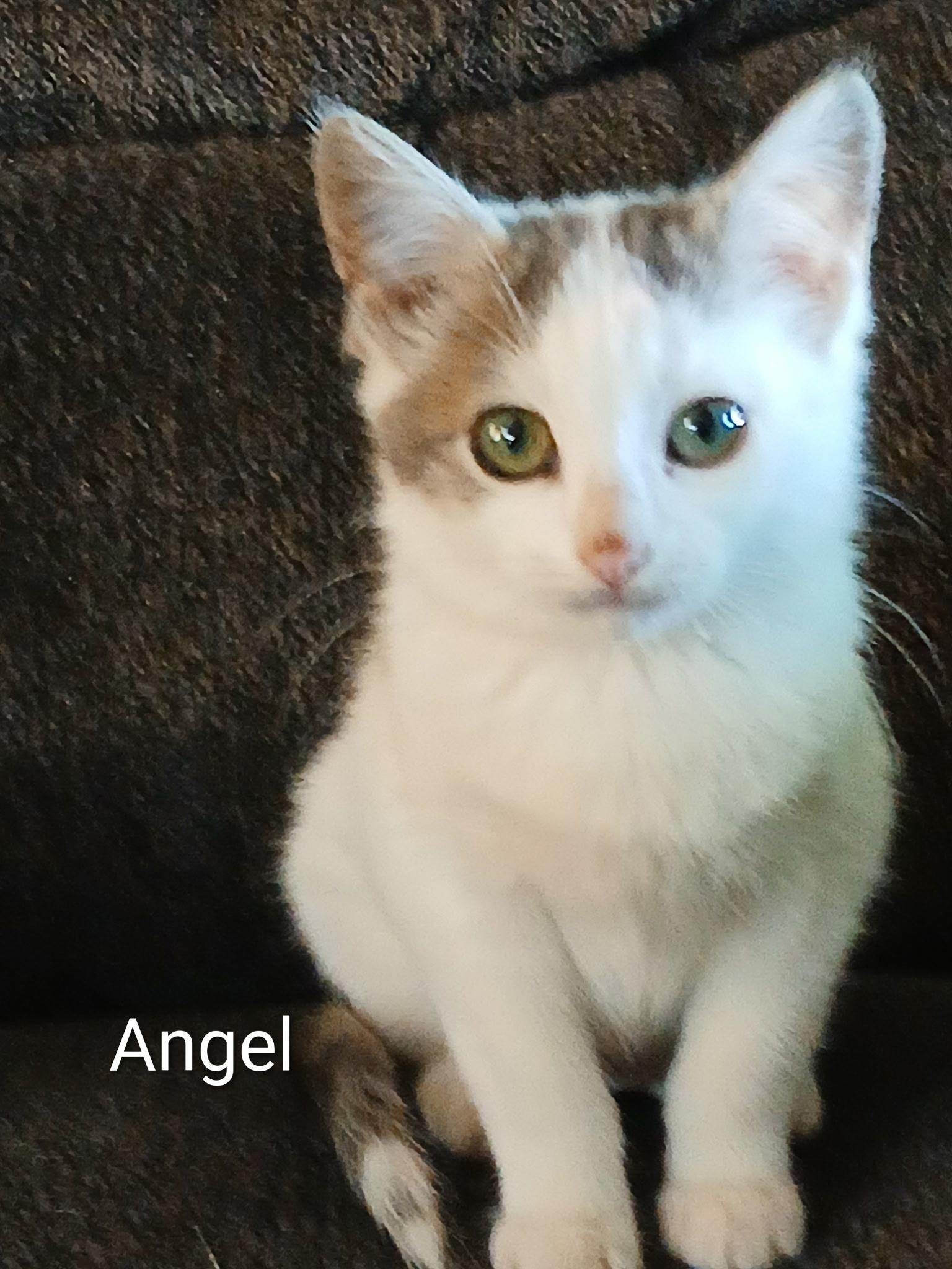 Angel, Adoptable, Kitten Female Domestic Short Hair.