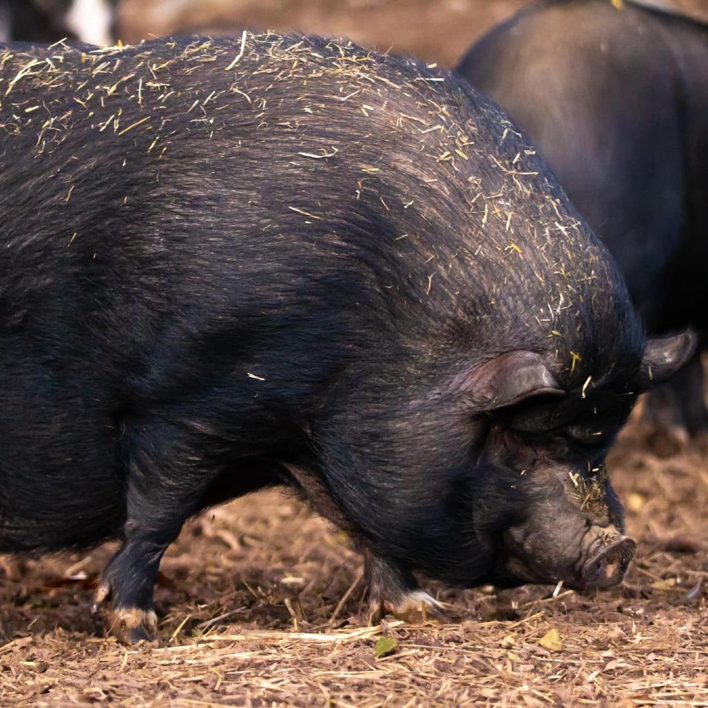 Enlarge Babe, a Adoptable Pot Bellied in Mount Juliet, TN image 1/1