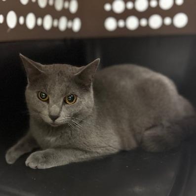 Enlarge Ghost, a ADOPTABLE Domestic Short Hair in Circleville, OH image 1/1
