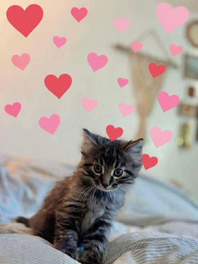 Berlioz, Adoptable, Kitten Male Domestic Medium Hair.