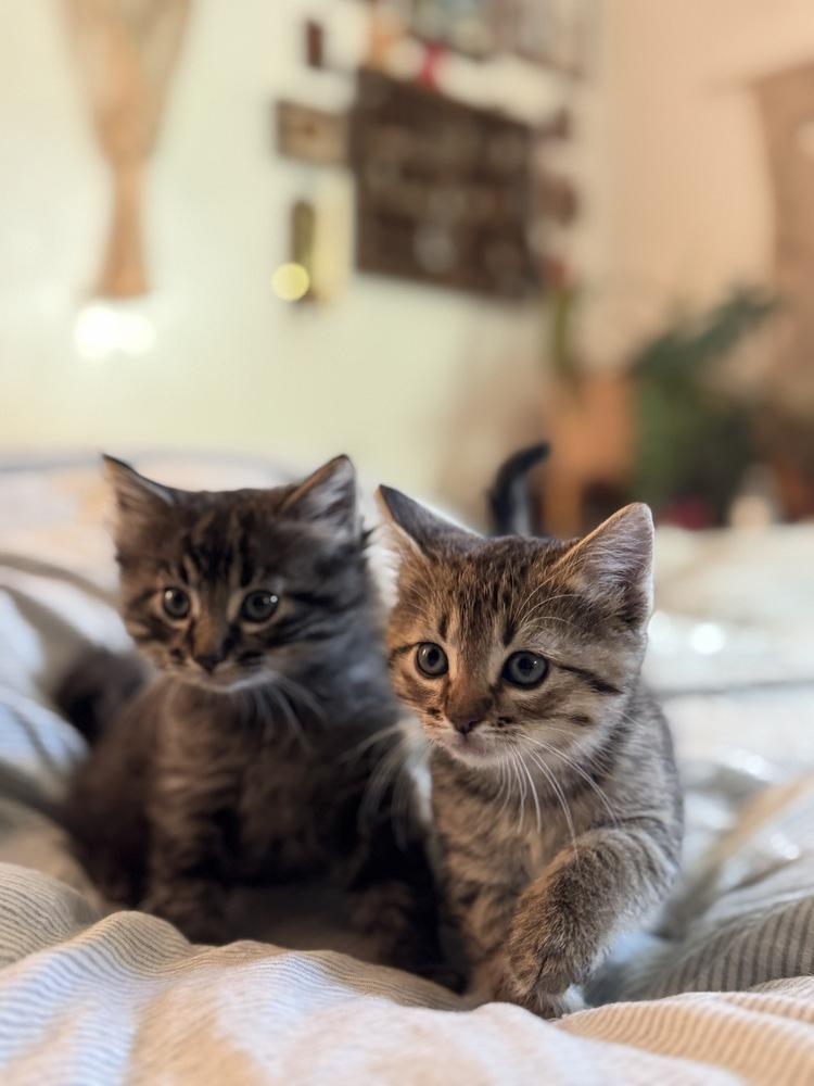 Enlarge Berlioz, a Adoptable Domestic Medium Hair in Tucson, AZ image 1/4