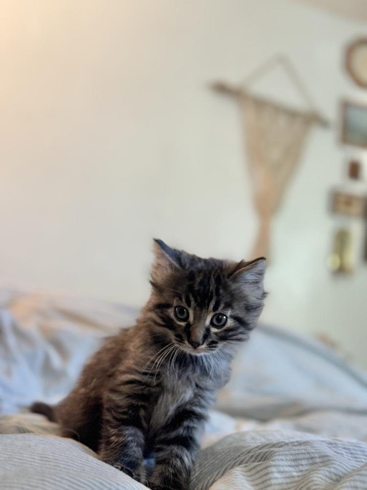 Enlarge Berlioz, a Adoptable Domestic Medium Hair in Tucson, AZ image 3/4
