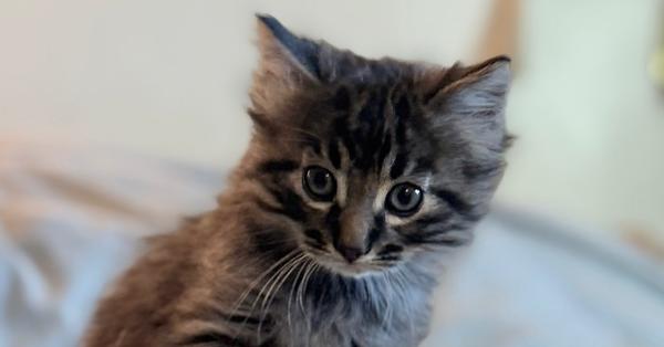 Enlarge Berlioz, a Adoptable Domestic Medium Hair in Tucson, AZ image 4/4