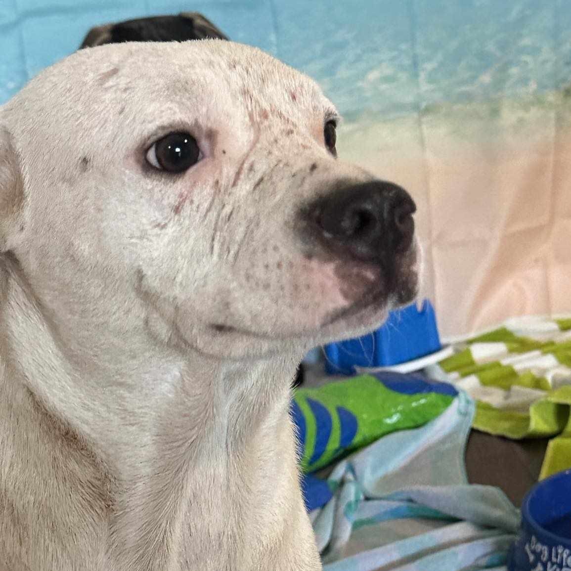 Ranger, a Adoptable Pit Bull Terrier in Boise , ID image 4/4