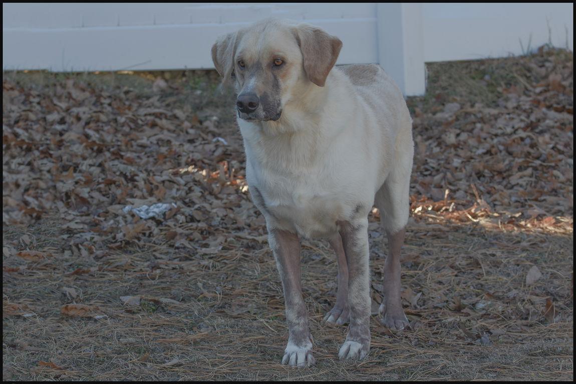 Tank, Adopted, Adult Male Labrador Retriever.