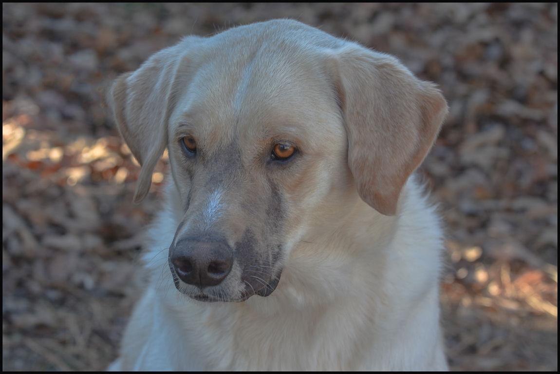 Tank, a Adopted Labrador Retriever in Brick, NJ image 2/3