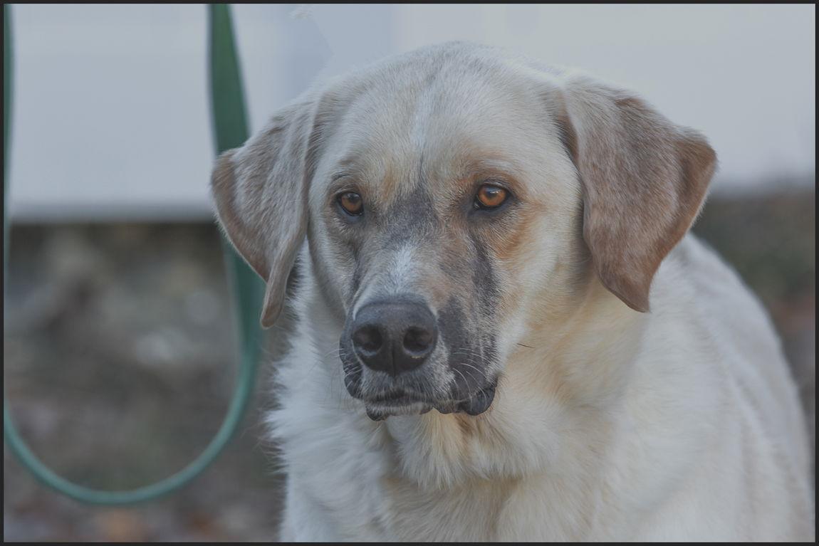 Tank, a Adopted Labrador Retriever in Brick, NJ image 3/3