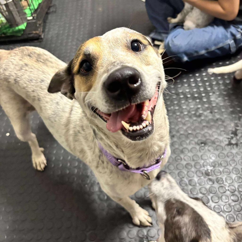 Bailey — thumbnail 2