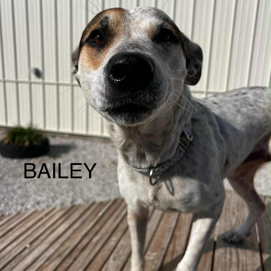 Bailey — thumbnail 3