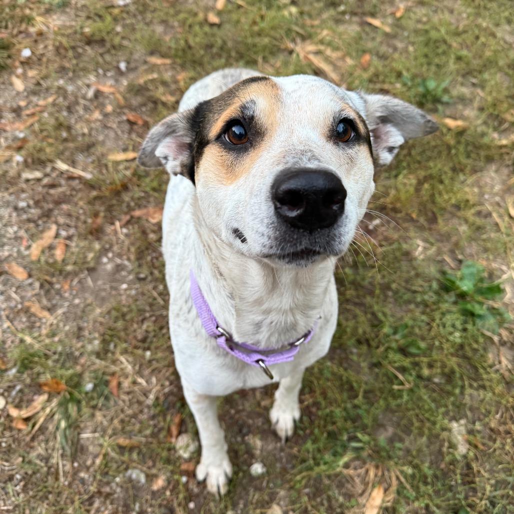 Bailey — thumbnail 4