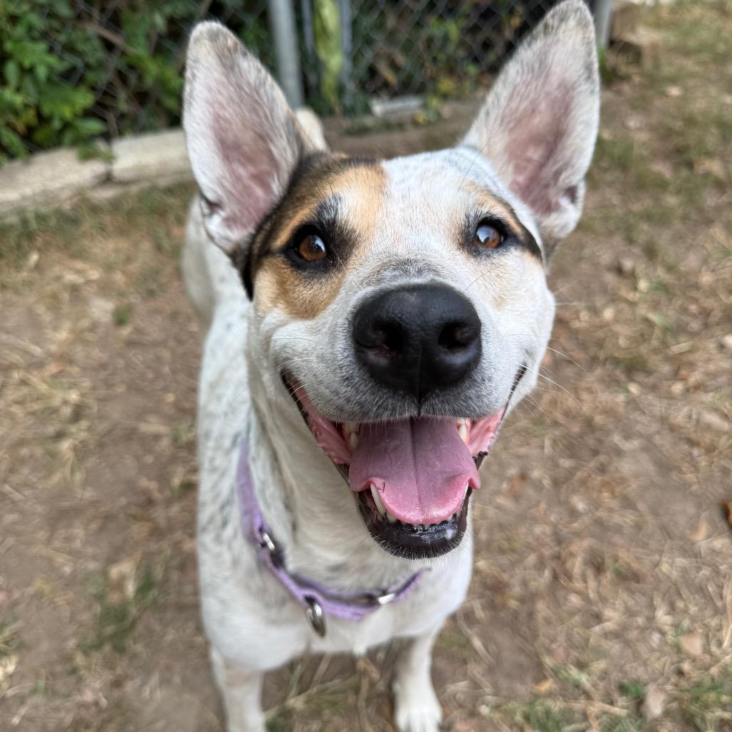 Bailey — thumbnail 5