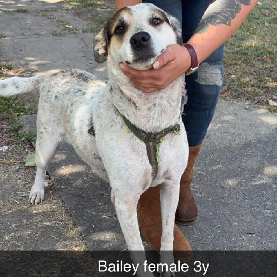 Bailey — thumbnail 6