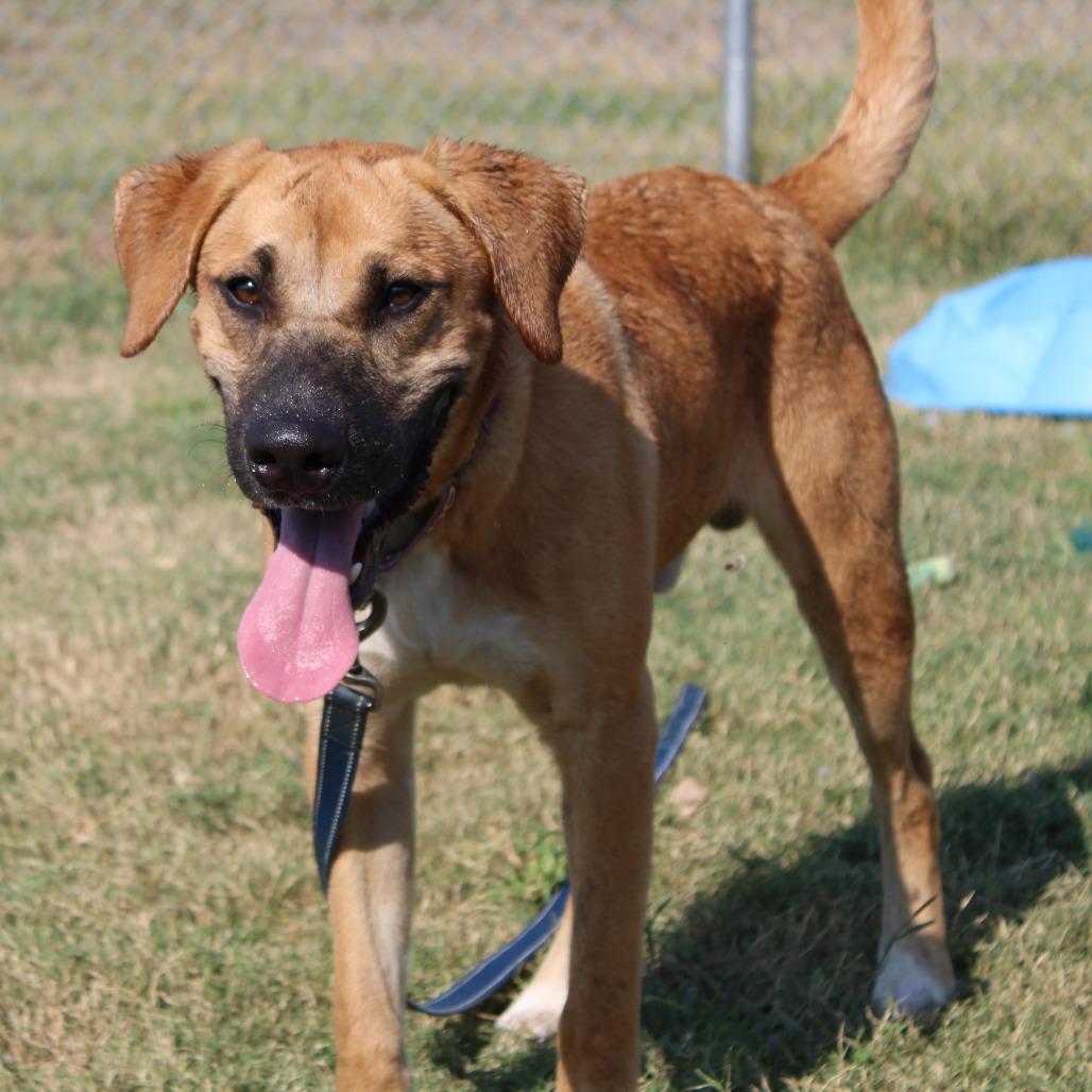 Enlarge North, a Adoptable mixed breed in West Point, MS image 1/4