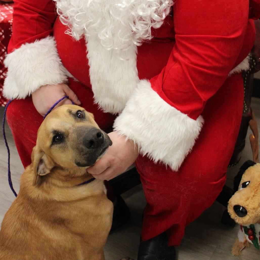 Enlarge North, a Adoptable mixed breed in West Point, MS image 2/4