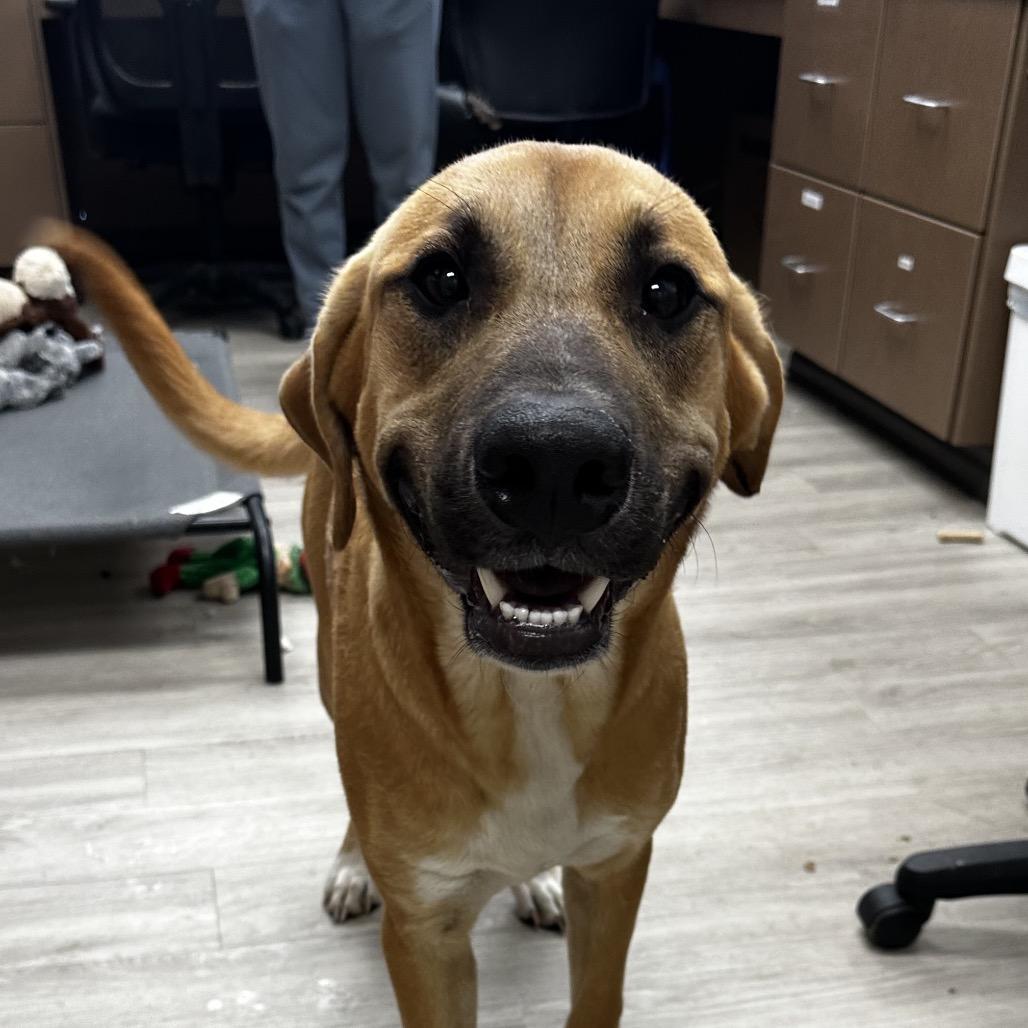 Enlarge North, a Adoptable mixed breed in West Point, MS image 3/4