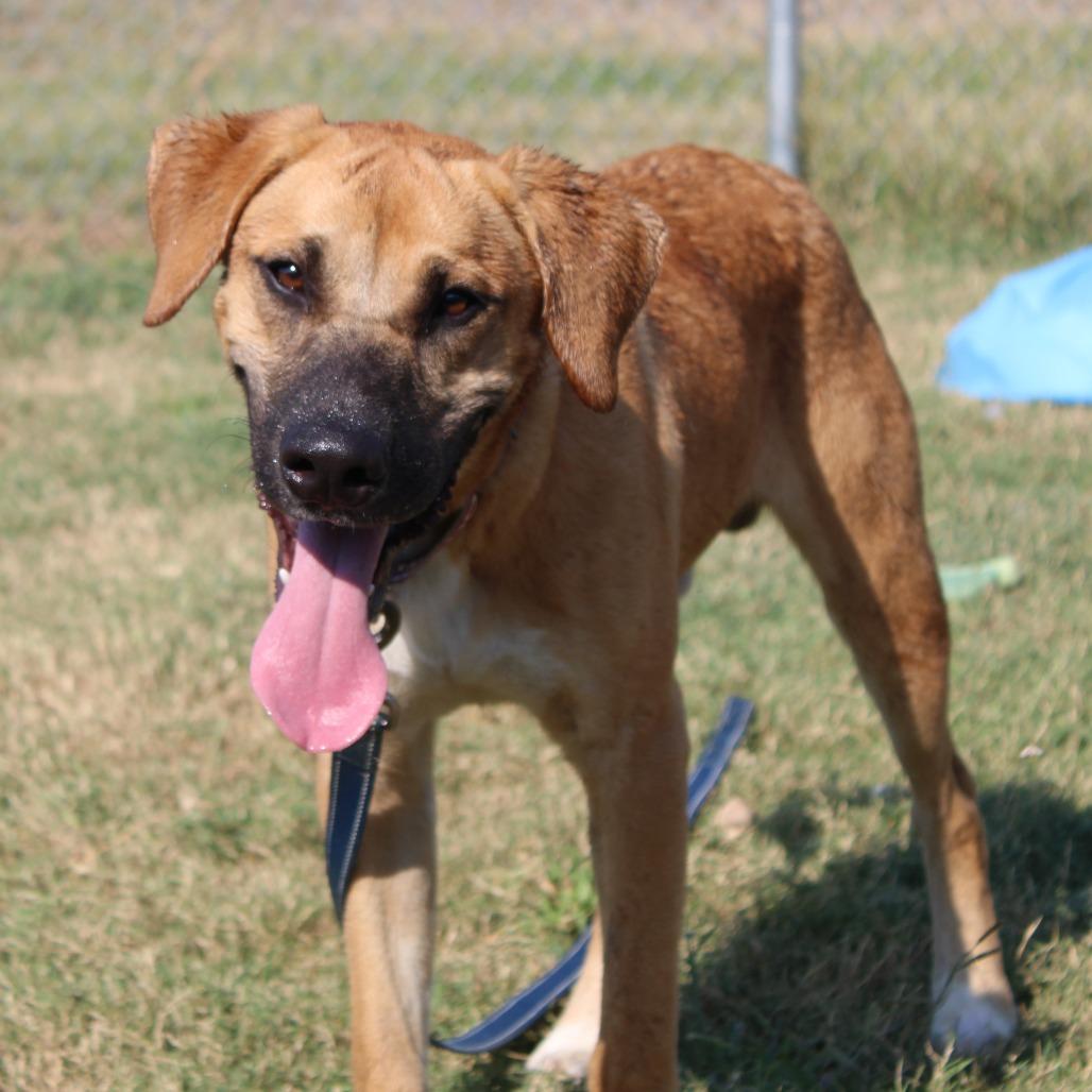 Enlarge North, a Adoptable mixed breed in West Point, MS image 4/4