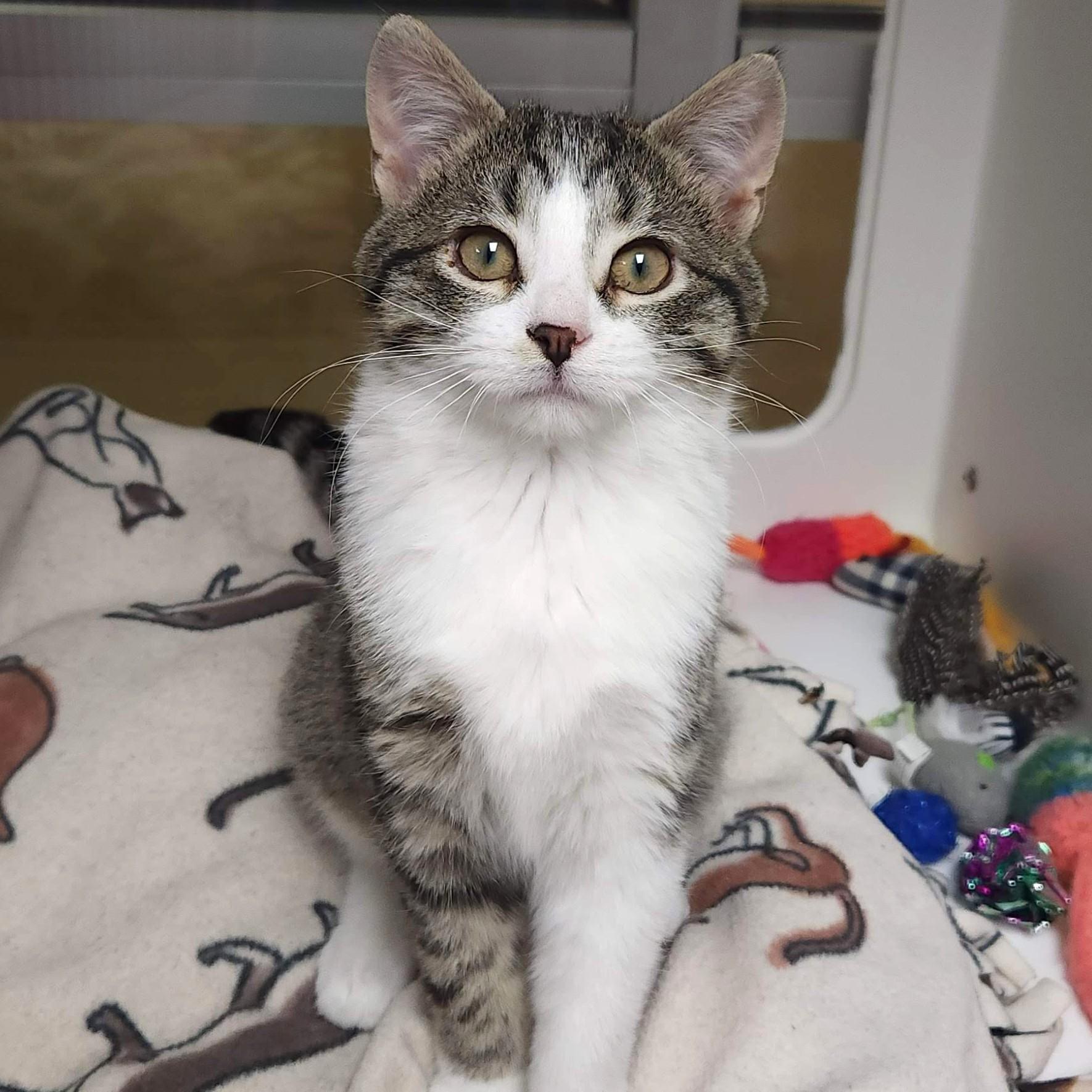 Enlarge Starchy & Party Pat, a ADOPTABLE Domestic Short Hair in Marshfield, WI image 5/6