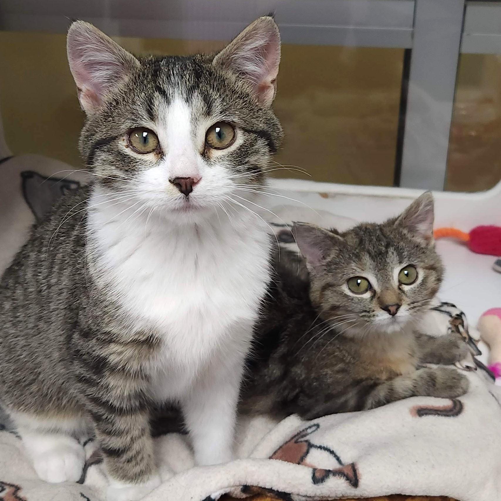 Enlarge Starchy & Party Pat, a ADOPTABLE Domestic Short Hair in Marshfield, WI image 1/6