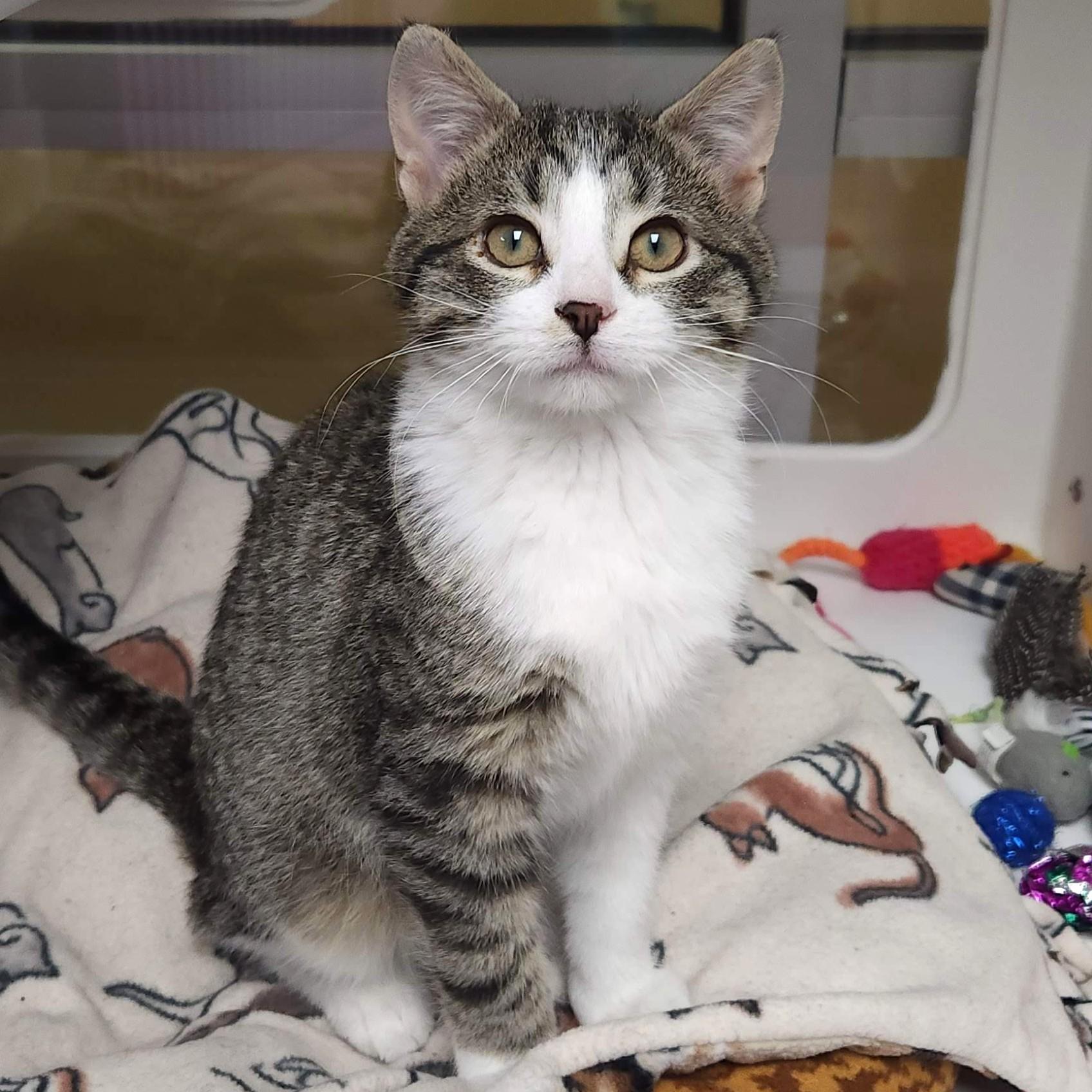 Enlarge Starchy & Party Pat, a ADOPTABLE Domestic Short Hair in Marshfield, WI image 3/6