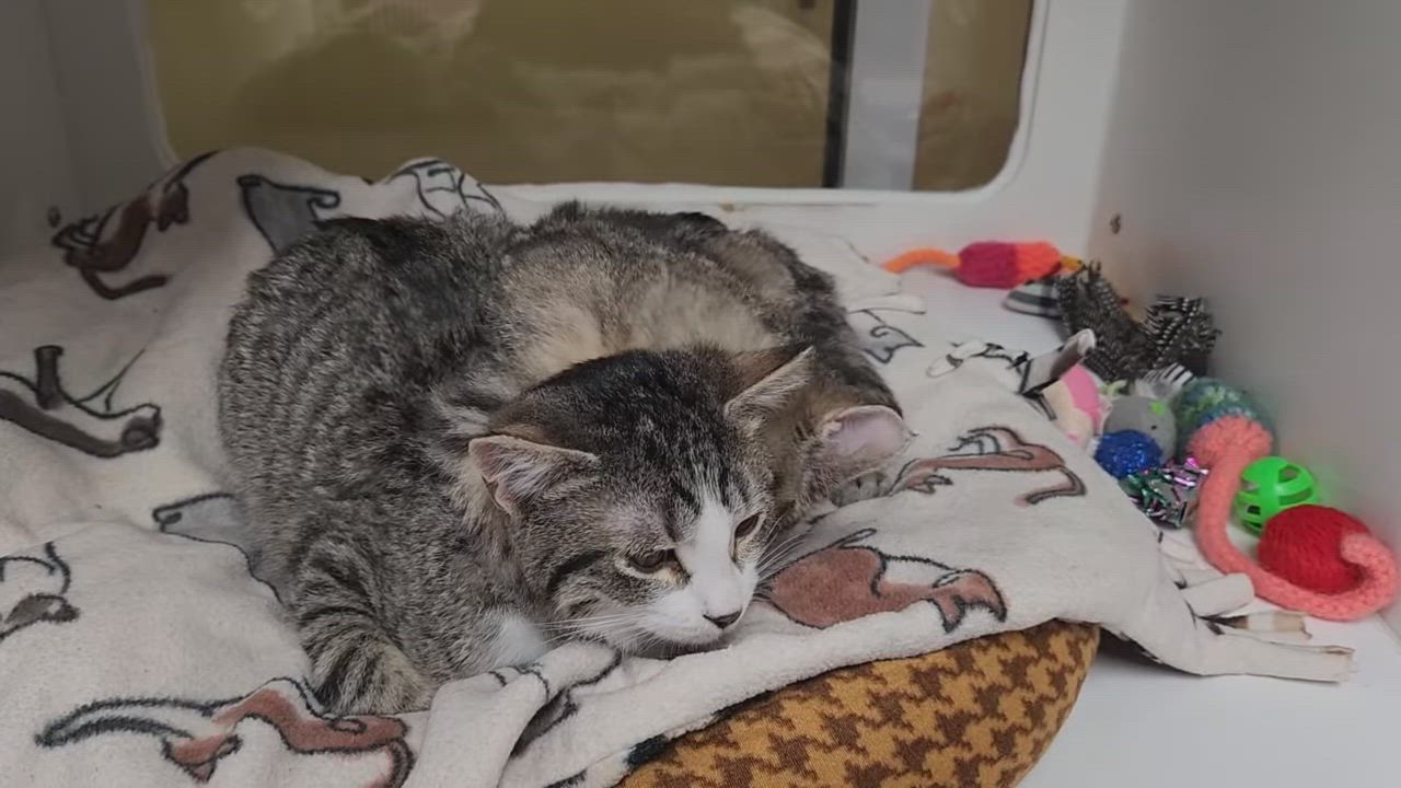 Enlarge Starchy & Party Pat, a ADOPTABLE Domestic Short Hair in Marshfield, WI video 6/6