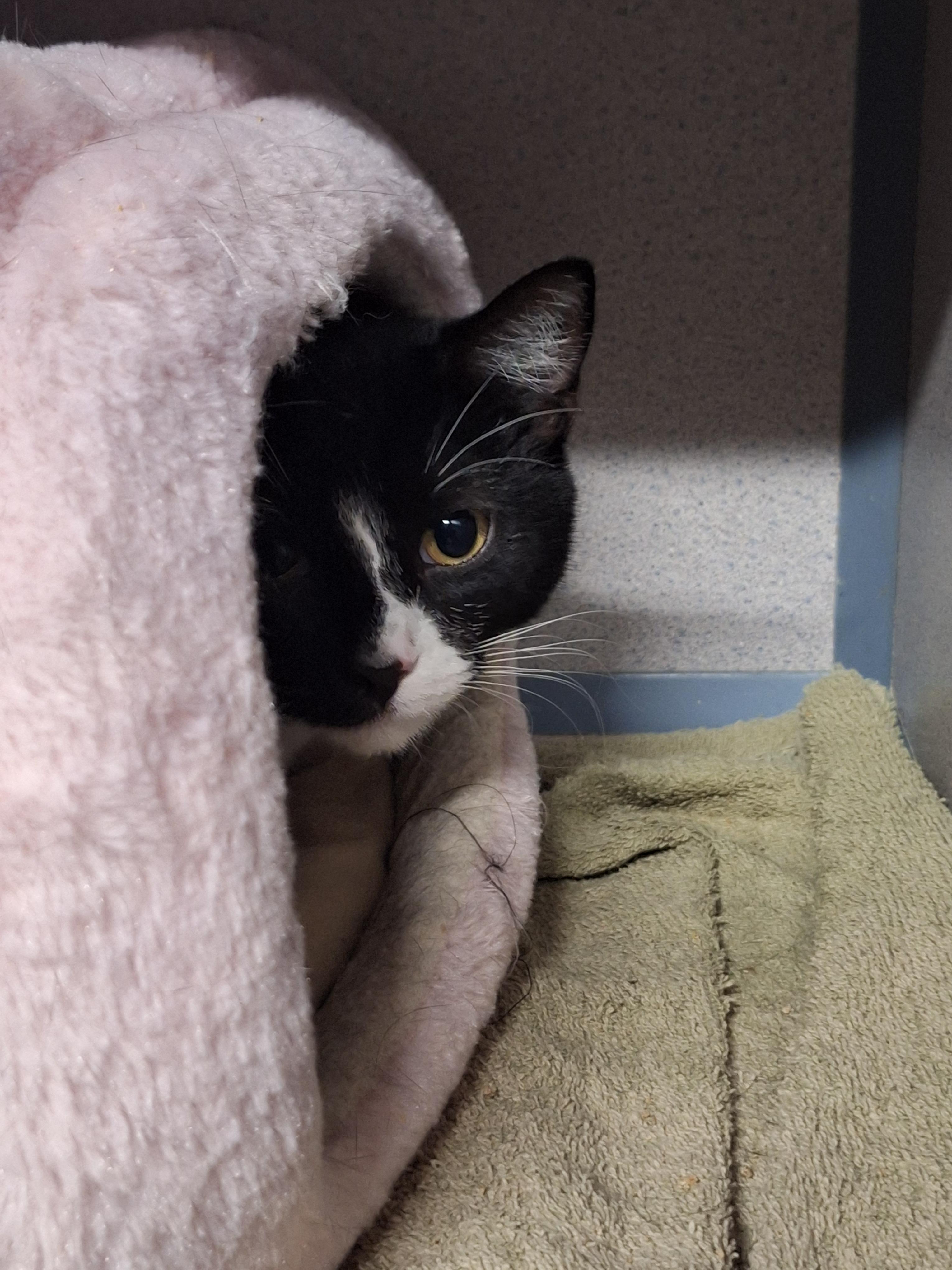 Snoopy, Adoptable, Kitten Female Domestic Short Hair.