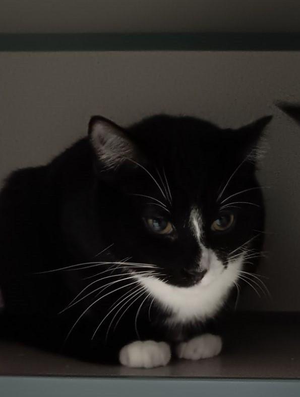 Enlarge Snoopy, a Adoptable Domestic Short Hair in Dayton, OH image 2/3