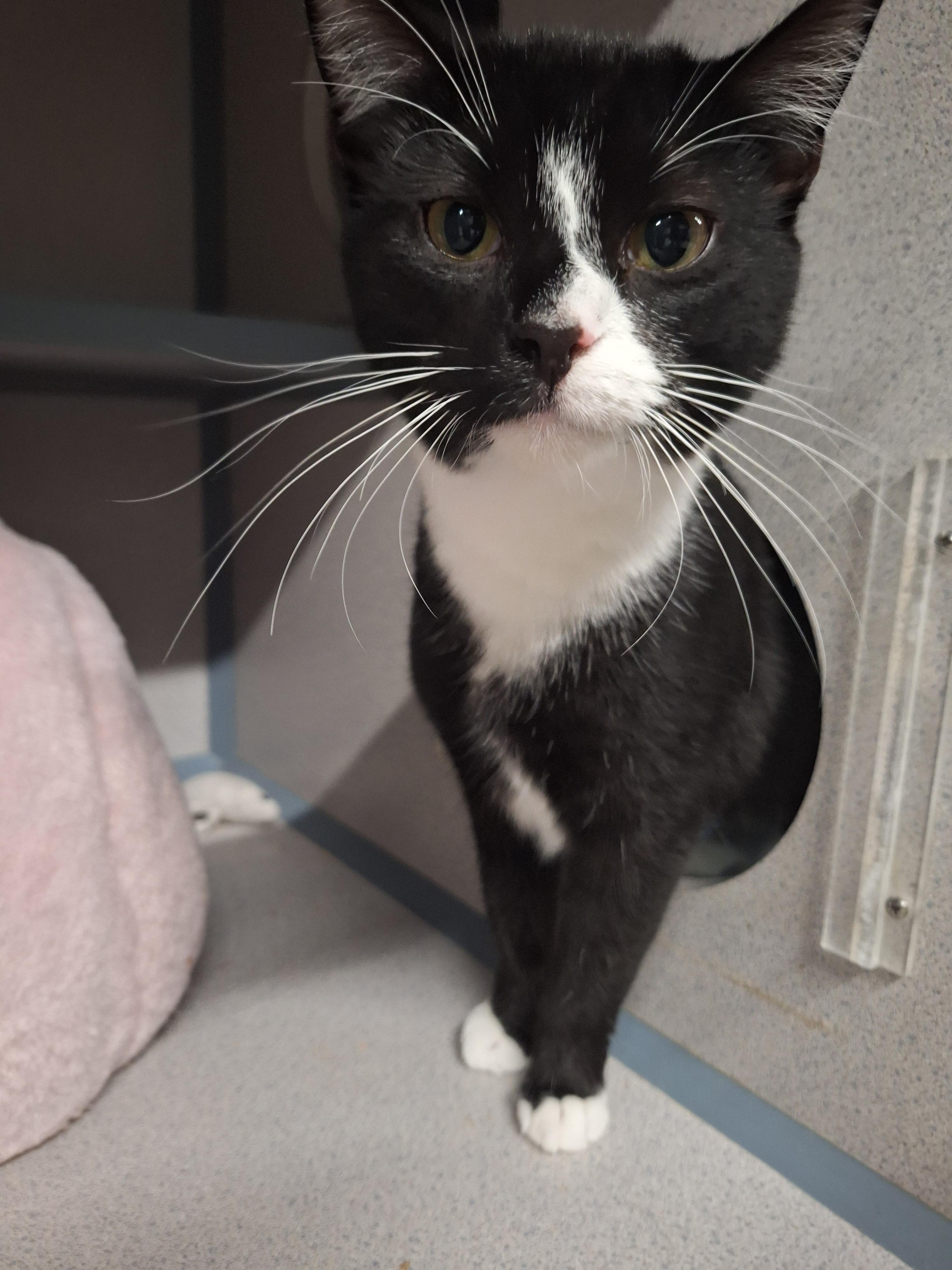 Enlarge Snoopy, a Adoptable Domestic Short Hair in Dayton, OH image 3/3