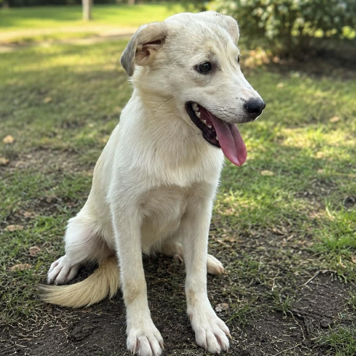 Enlarge Quinn, an adopted mixed breed in Spokane, WA image 5/6