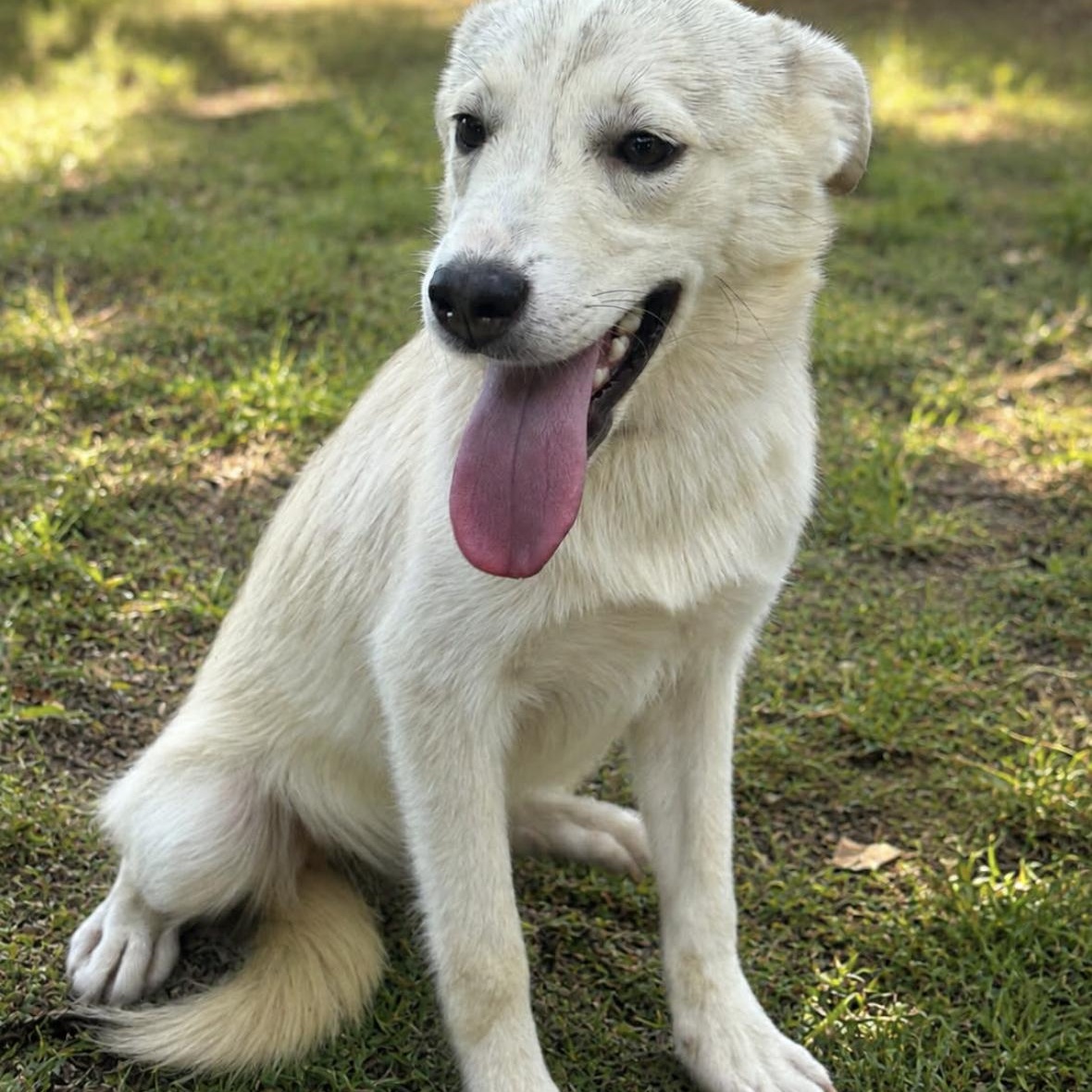 Enlarge Quinn, an adopted mixed breed in Spokane, WA image 6/6