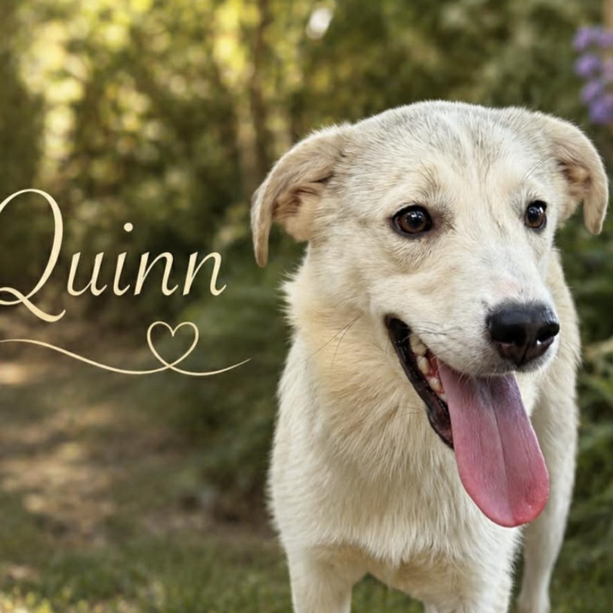 Enlarge Quinn, an adopted mixed breed in Spokane, WA image 3/6